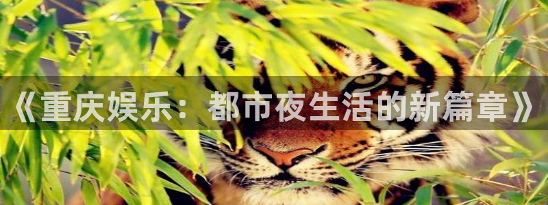 威九国际平台总代理：《重庆娱乐：都市夜生活的新篇章》